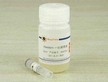 HDAC1抗体(兔多抗)